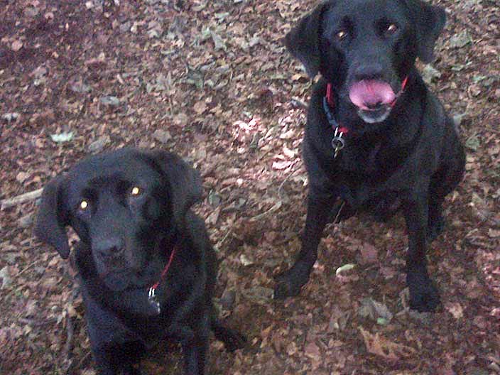 Muirhouse dog walkers