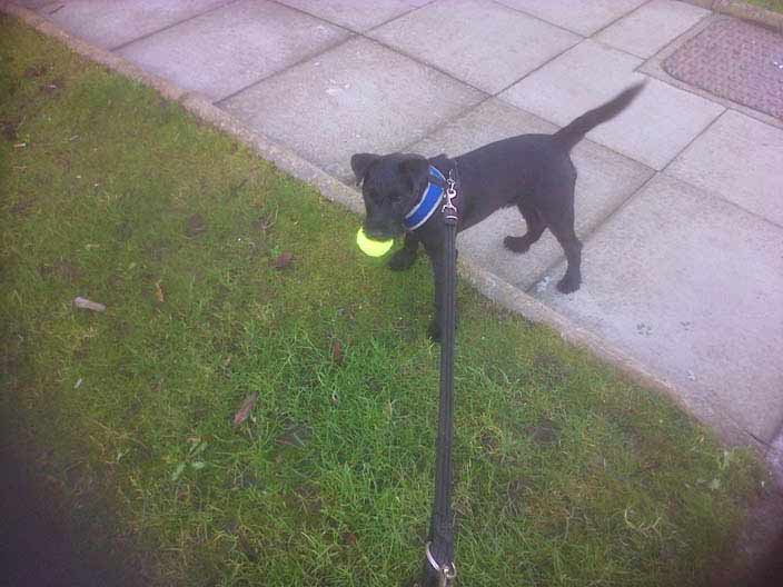 Pilton Dog walking